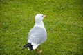 Lovely graceful feathered seagull standing on green grass. Wild seagull with natural green background. gull walk in italy park.