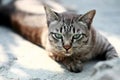 Lovely gray cat sitting at outdoor on the road