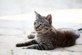 Lovely gray cat sitting at outdoor on the road