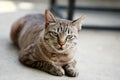 Lovely gray cat sitting at outdoor on the road