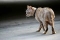 Lovely gray cat walking at outdoor on the road