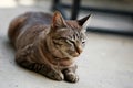 Lovely gray sleepy cat sitting at outdoor