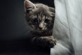 A lovely gray haired kitten that is on a black background