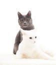 Lovely gray and white cats