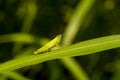 A lovely green grasshopper with blurred background