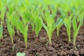 Corn seedling lovely green maize