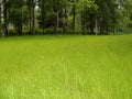 Lovely Green meadow amid the big trees