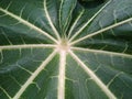 Lovely green papaw leaf for background.