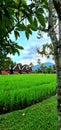 Lovely green pasture with authentical house Royalty Free Stock Photo