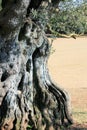 Old olive tree in national park Brioni, Croatia Royalty Free Stock Photo