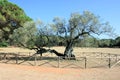 Old olive tree in national park Brioni, Croatia Royalty Free Stock Photo