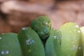 Lovely green snake