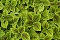 lovely green solenostemon