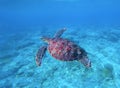 Lovely green turtle swims and dives in seawater Royalty Free Stock Photo