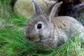 One grey bunnie Royalty Free Stock Photo