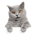 Lovely grey cat banner Royalty Free Stock Photo