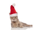 Lovely grey cat dressed as santa claus lying on side