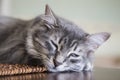Lovely grey cat (kitten) sleeping