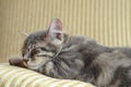 Lovely grey cat (kitten) sleeping on sofa