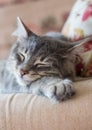 Lovely grey cat sleeping