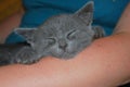 A lovely grey kitty lies and looks with interest, beautiful eyes Royalty Free Stock Photo