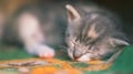 Lovely grey newborn kitten sleeping. Small baby animal sleep