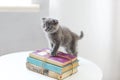 Lovely grey scotish kitten sitting on the pile of books in the l