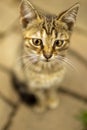 Lovely grey tabby kitten sitting on a stone floor