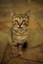 Lovely grey tabby kitten sitting on a stone road in summer.