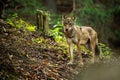 A lovely grey wolf, canis lupus, on the forest slope in summer Royalty Free Stock Photo