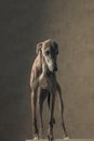 lovely greyhound dog with thin legs looking away and standing Royalty Free Stock Photo