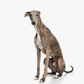 lovely greyhound puppy with skinny legs sitting and looking forward Royalty Free Stock Photo