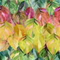 Lovely group of the autumn leaves like rainbow. Graphic bright f