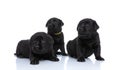 Lovely group of beautiful small puppies looking up and sitting