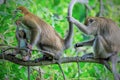 a lovely group of female, mother longtail macaque family