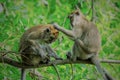 a lovely group of female, mother longtail macaque family