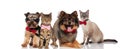 Lovely group of four dogs and cats with bowties