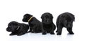 Lovely group of four labrador retriever dogs looking to side