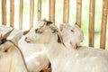 Lovely group of kids. Little white goats were standing shoulder