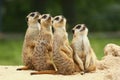 Lovely Group of Meerkats