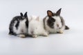 Lovely group newborn baby rabbits bunny sitting togetherness over isolated white background.