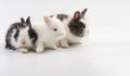 group newborn baby rabbits bunny sitting togetherness over isolated white background. Easter bunnies concept