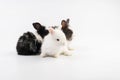 group newborn baby rabbits bunny sitting togetherness over isolated white background. Easter bunnies concept