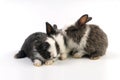 group newborn baby rabbits bunny sitting togetherness over isolated white background. Easter bunnies concept