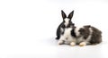 group newborn baby rabbits bunny sitting togetherness over isolated white background. Easter bunnies concept