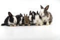 Lovely group newborn baby rabbits bunny sitting togetherness over isolated white background. Easter bunnies concept