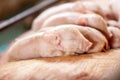 Group of small pigs sleep peacefully on there mother at piglet