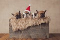 lovely group of small puppies celebrating christmas together