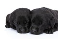 Lovely group of two little labrador retriever puppies napping together