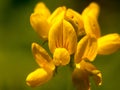 Lovely growing and budding yellow wild flower up close Royalty Free Stock Photo